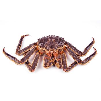 King Crab