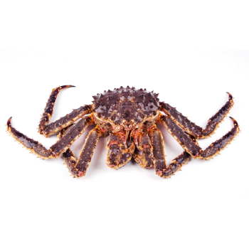 king crab