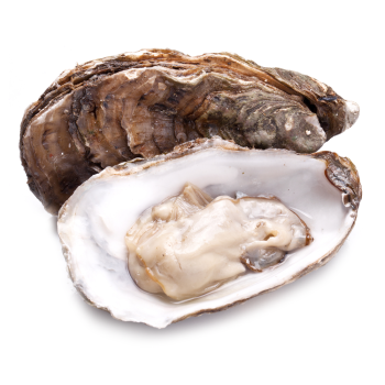 oyster
