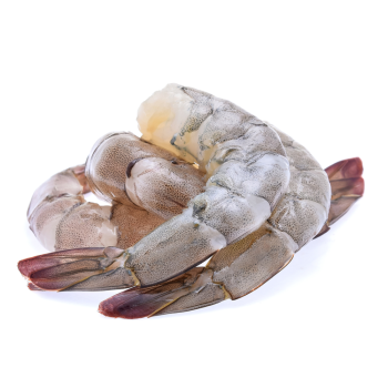 shrimp