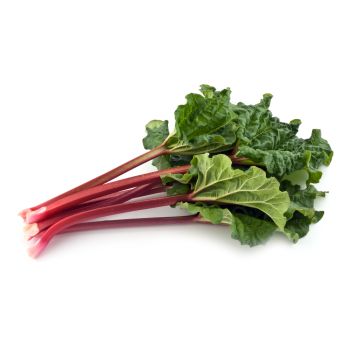 Rhubarb