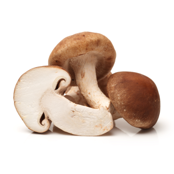 shiitake mushroom