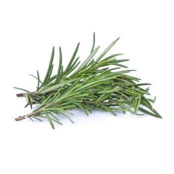 Fresh Rosemary