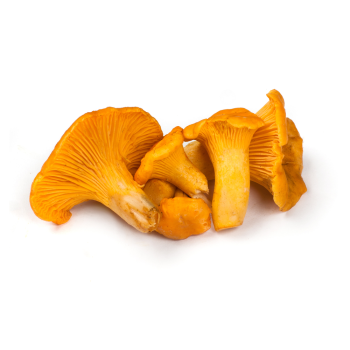 chanterelle