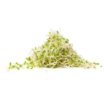 alfalfa sprouts