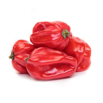 Habanero Pepper