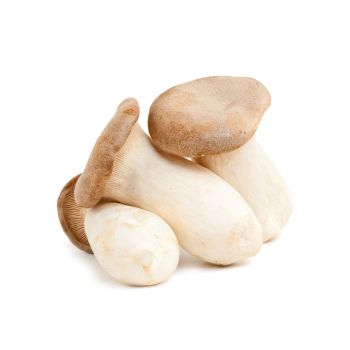 King Oyster Mushroom