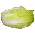 napa cabbage