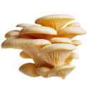 oyster mushroom