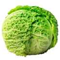 savoy cabbage