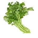watercress