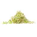 alfalfa sprouts