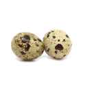 quail egg