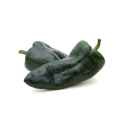 poblano pepper