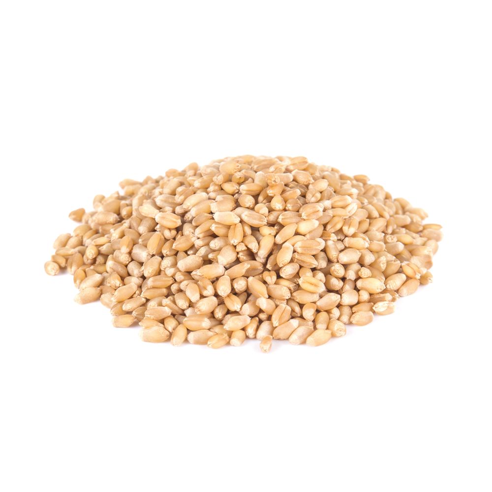 High Protein Wheat