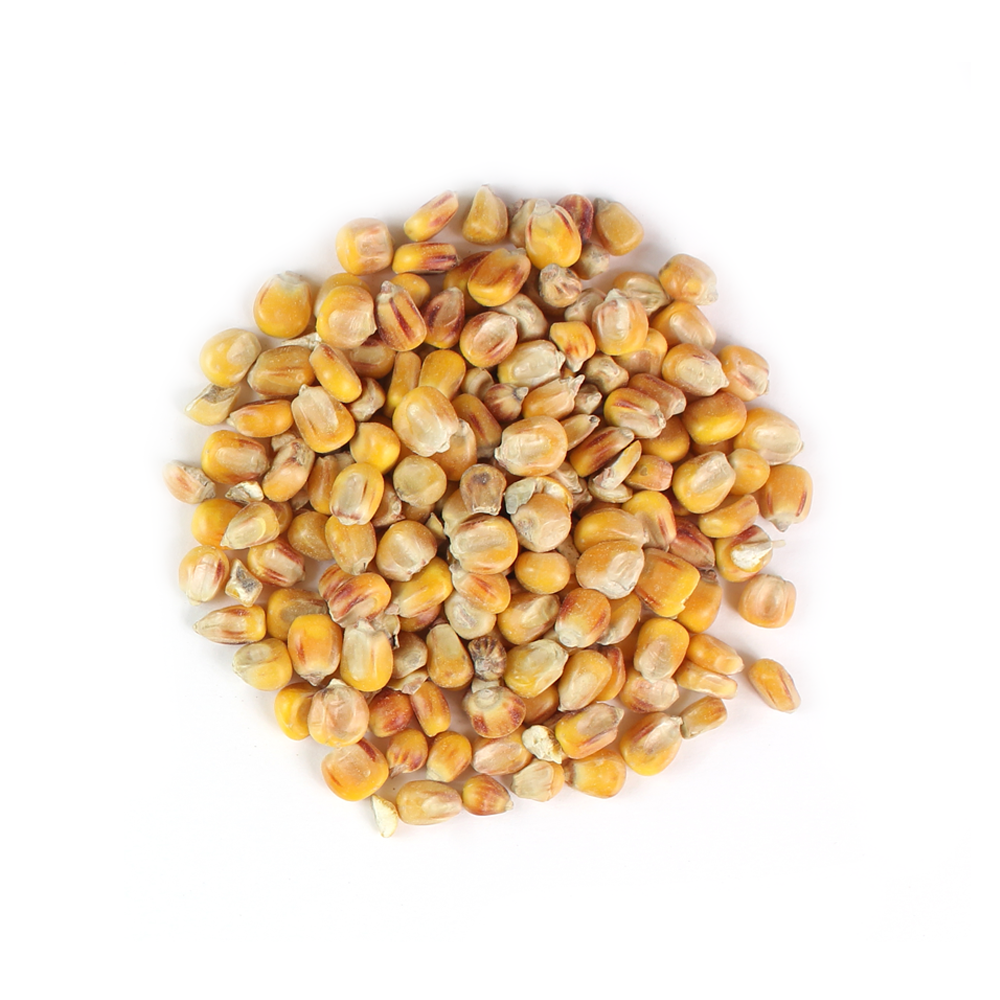 malted corn