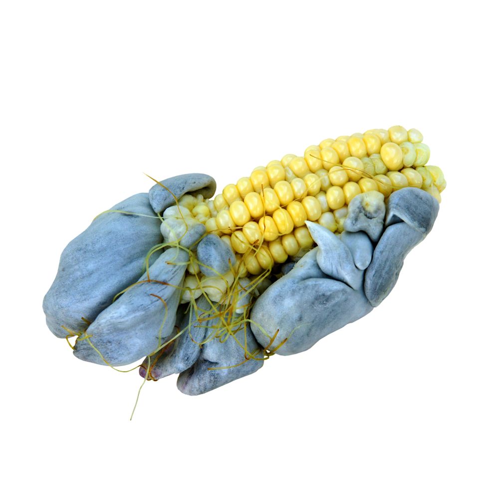 Huitlacoche