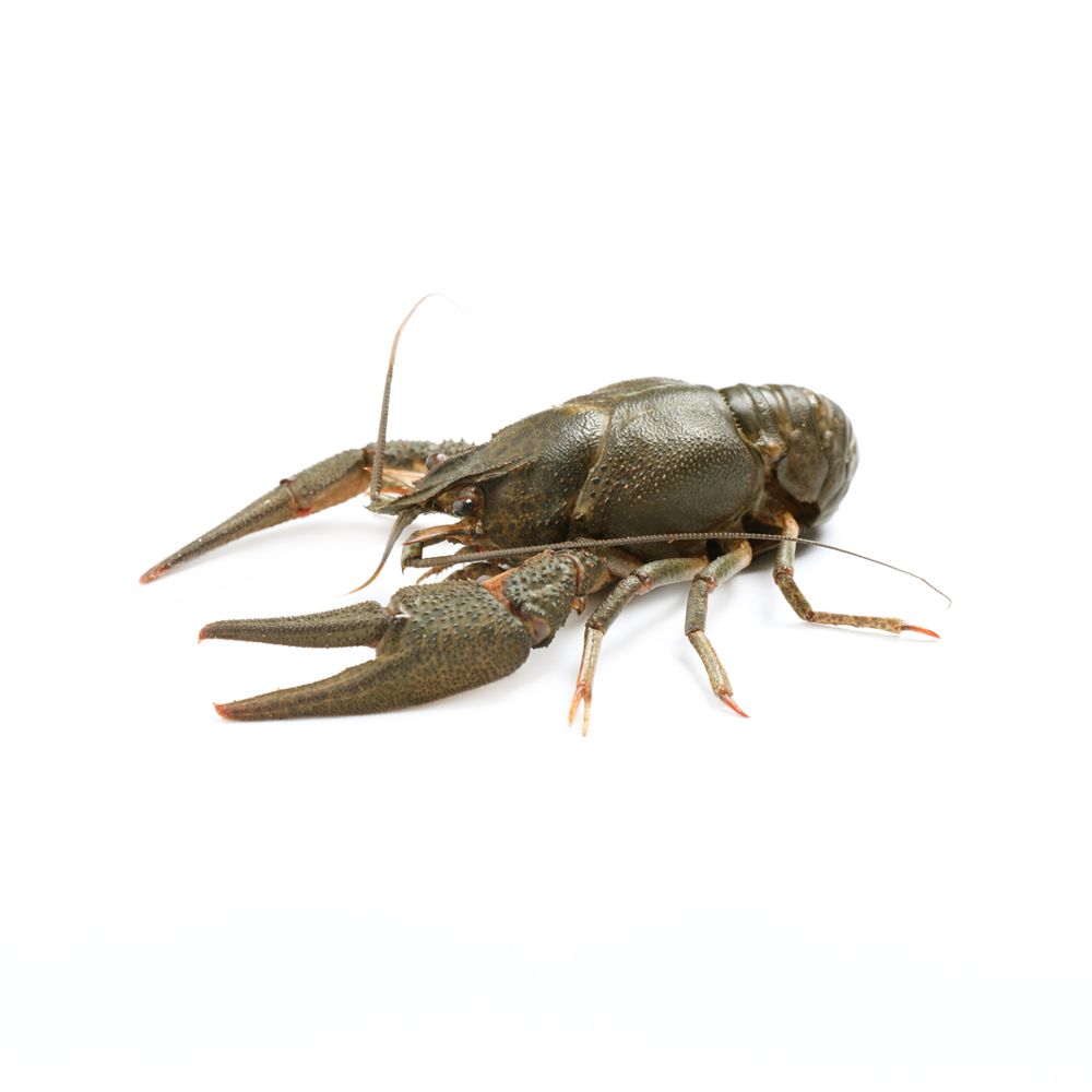 Raw Crayfish 