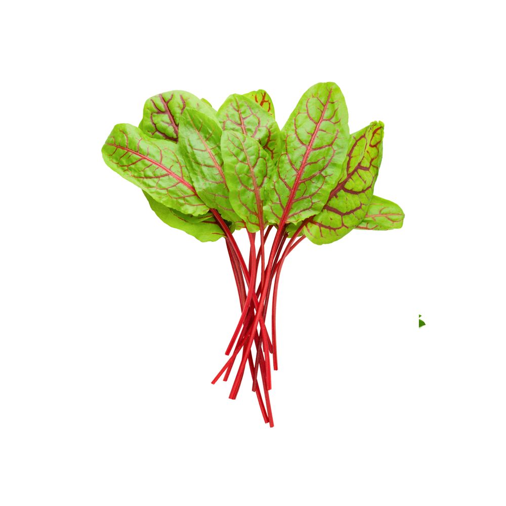 Red Sorrel 