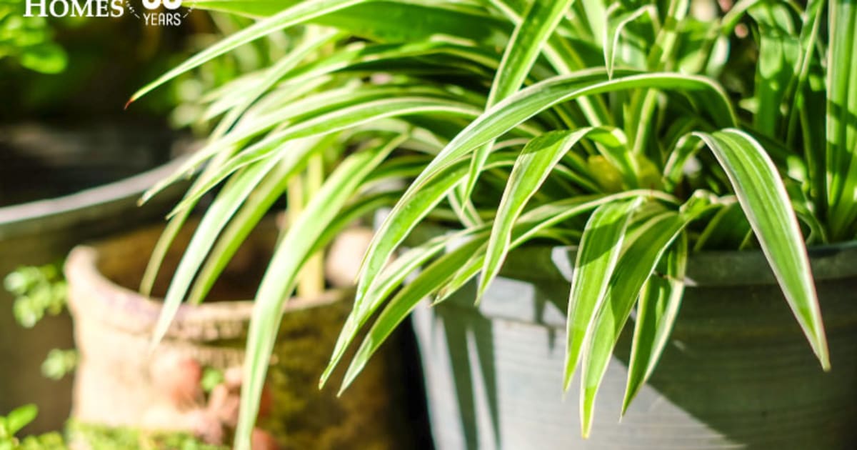 cocktail plant kaufen Cocktail Plant Sportsman alkoholfrei 24x 0,2 Liter online kaufen main image 1