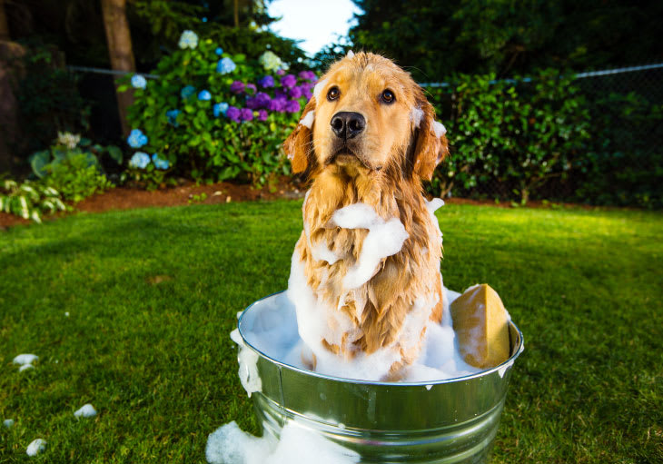 Keeping Your Home Clean When You Have Pets
