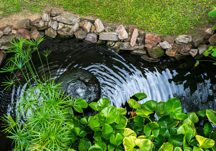 The Different Types of Backyard Ponds