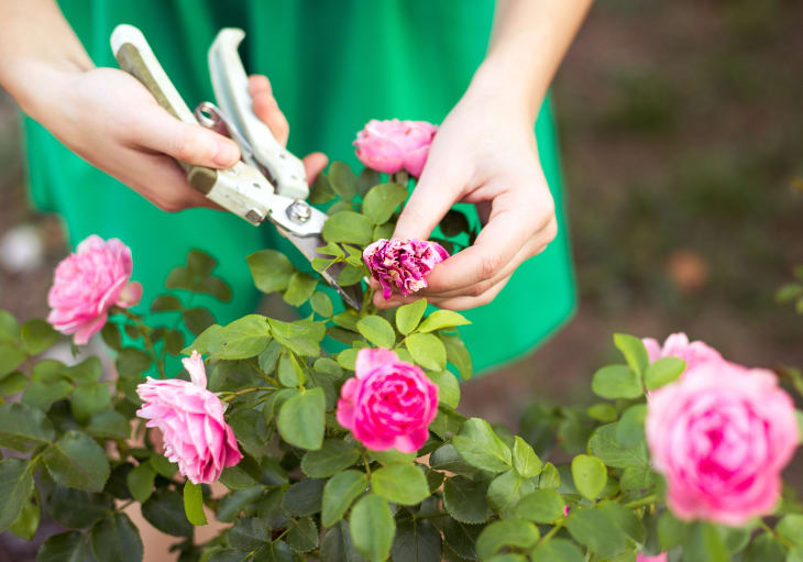 Bloom Bigger: 15 Pro Tips for Thriving Rose Gardens