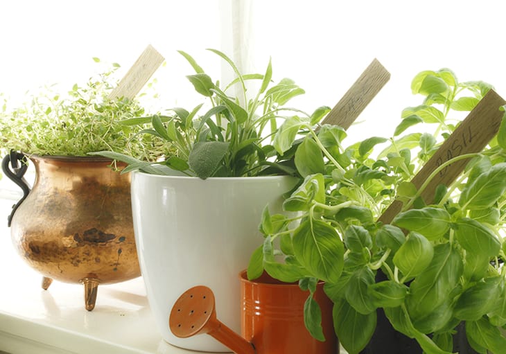 How To Start a Kitchen Herb Garden: From Planting To Harvest