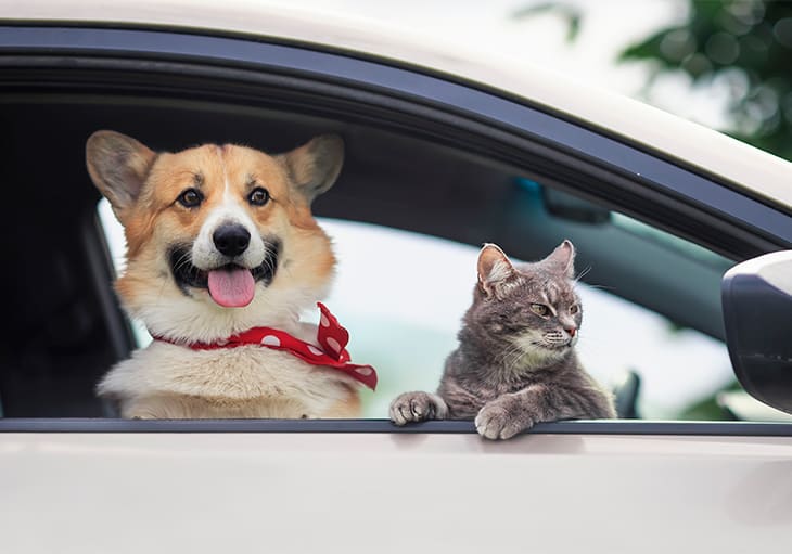 The Ultimate Guide to Moving with Pets