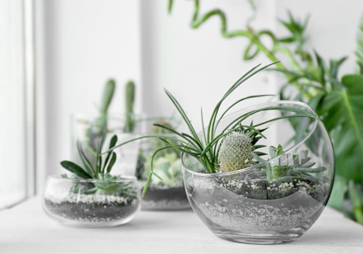 How to Make a Terrarium in a Jar