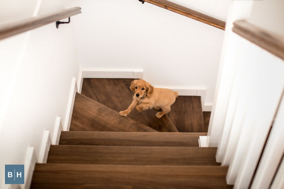 How to Introduce Your Pet to a New Home