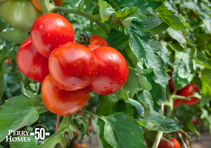 Summer Planting Guide