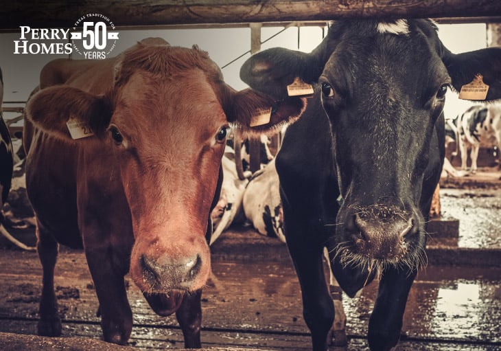 Deep-Fried Texas: A Guide to the State Fair of Texas