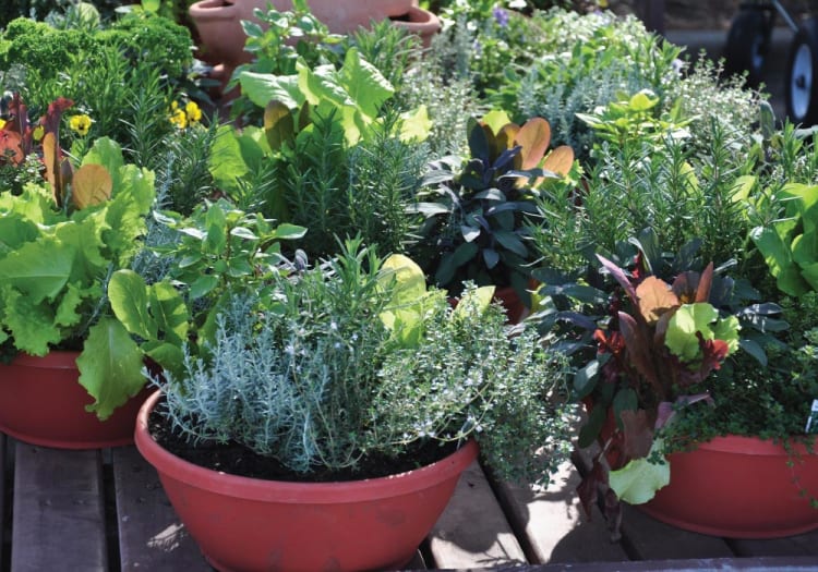 4 Easy Steps to Planning Your Own Home Vegetable Garden