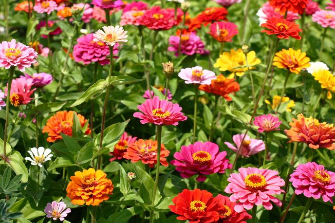 Lasting Color: Summer Flowers Built for Texas Heat