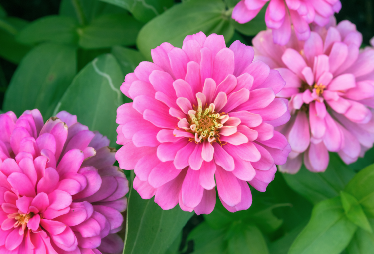 Hot Pink Summer Floral Texas Hot Pink Summer Floral Texas
