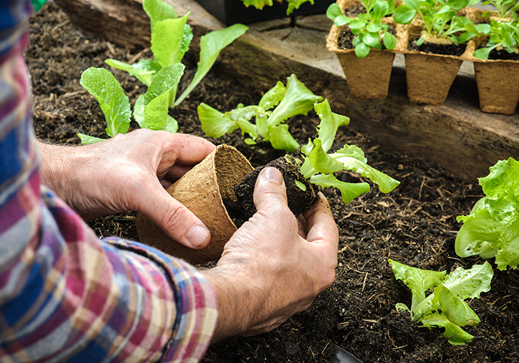 Your Guide to Building a Garden at Your Texas Home | Blog | Perry Homes