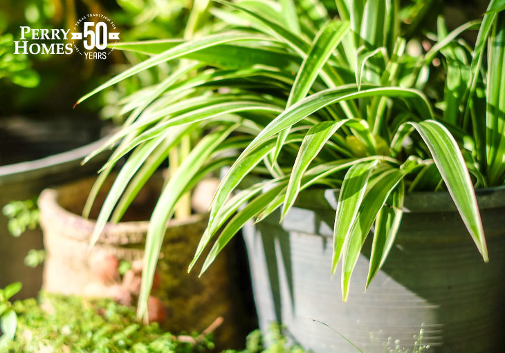 5 Plants That Are Good for Your Home | Blog | Perry Homes