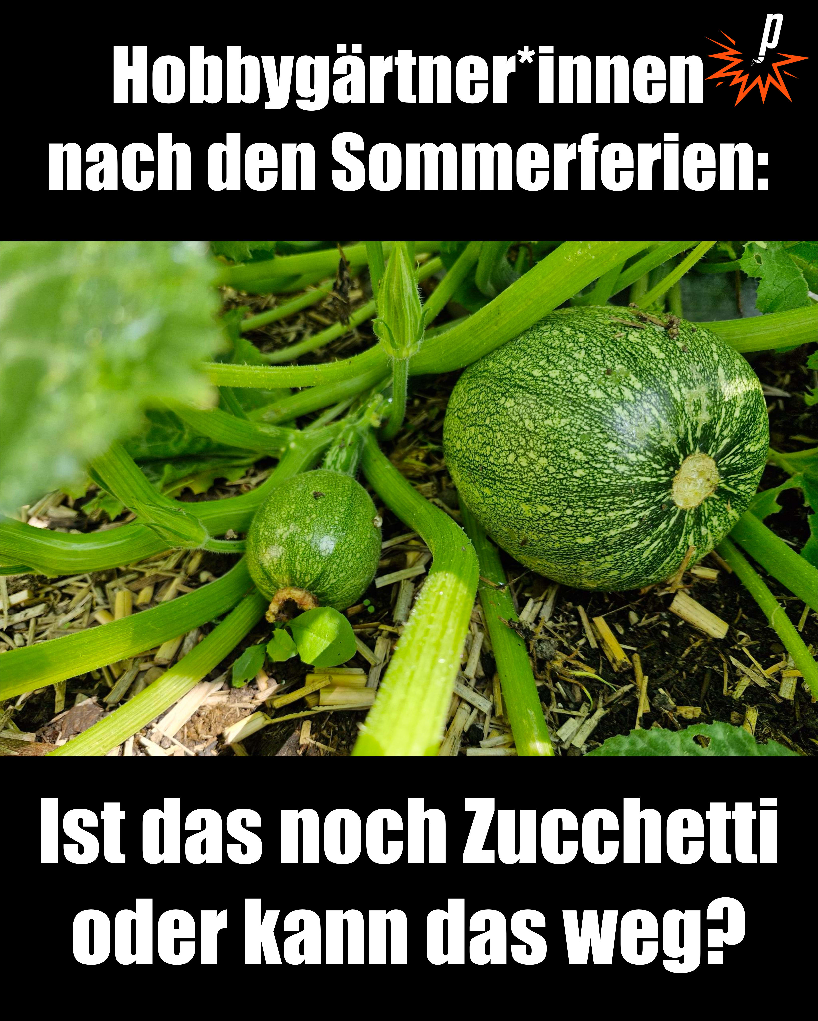 ...oder sind es Zucchini