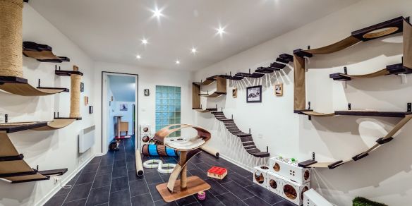 Trouver Une Pension Pour Chat A Paris