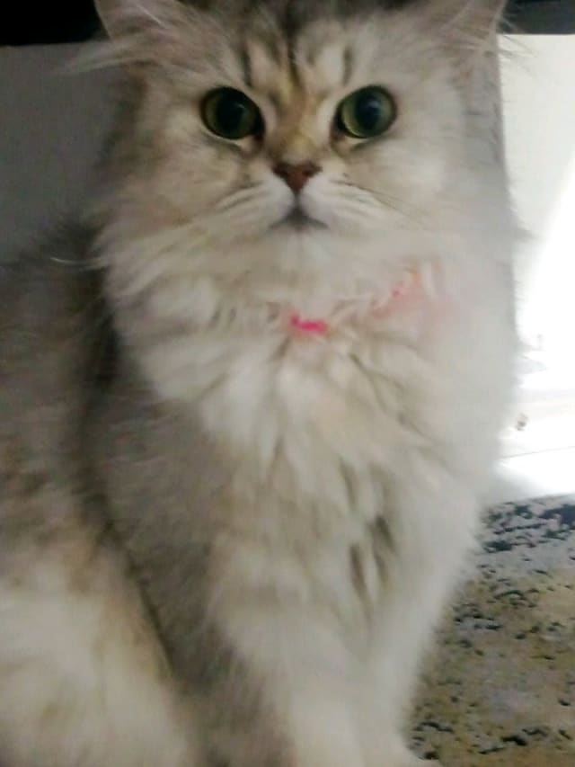 Luna - Kayıp