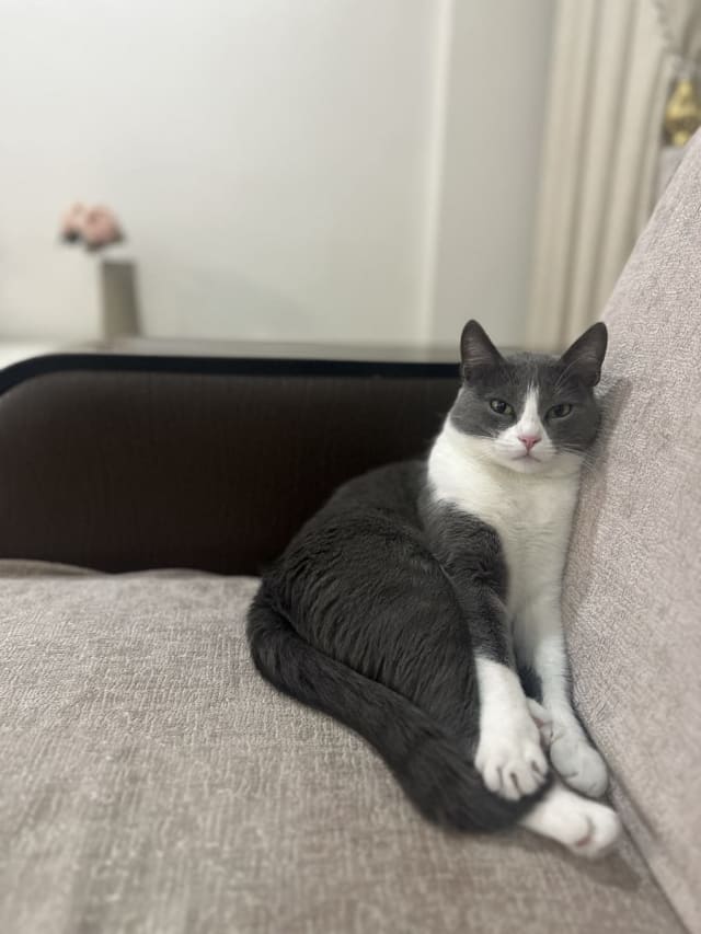 Melisa - Kayıp