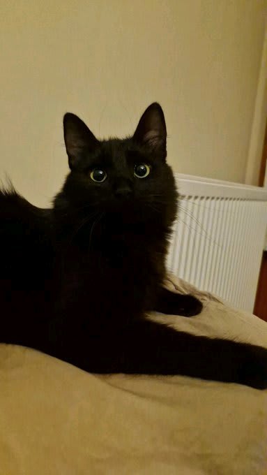 zeytin - Kayıp