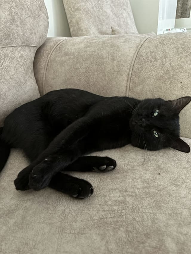 Zeytin - Kayıp