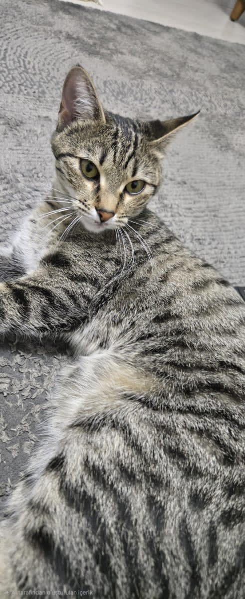 Kedi - Osmangazi