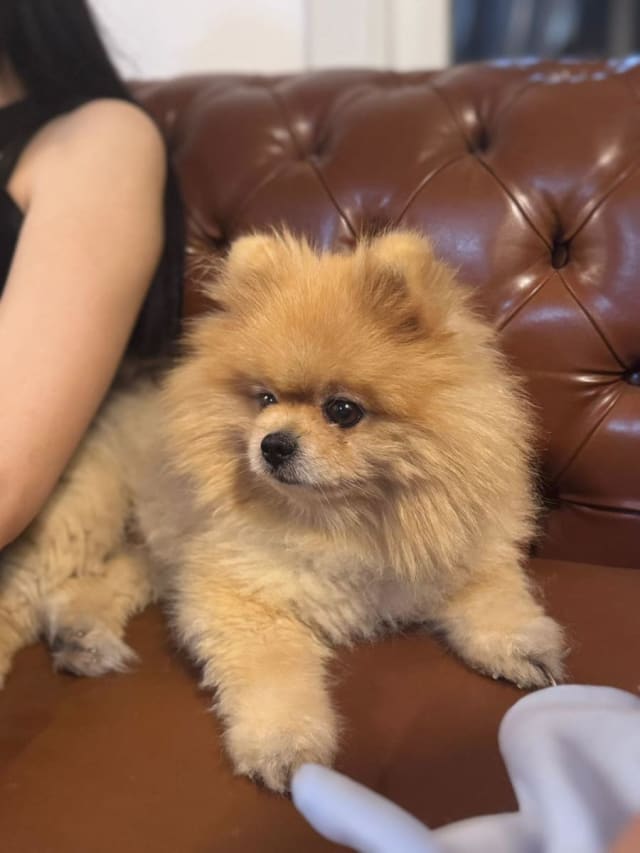 Leo - Kayıp