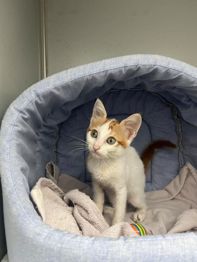 Kedi - Esenyurt