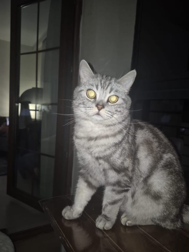 Mani - Kayıp