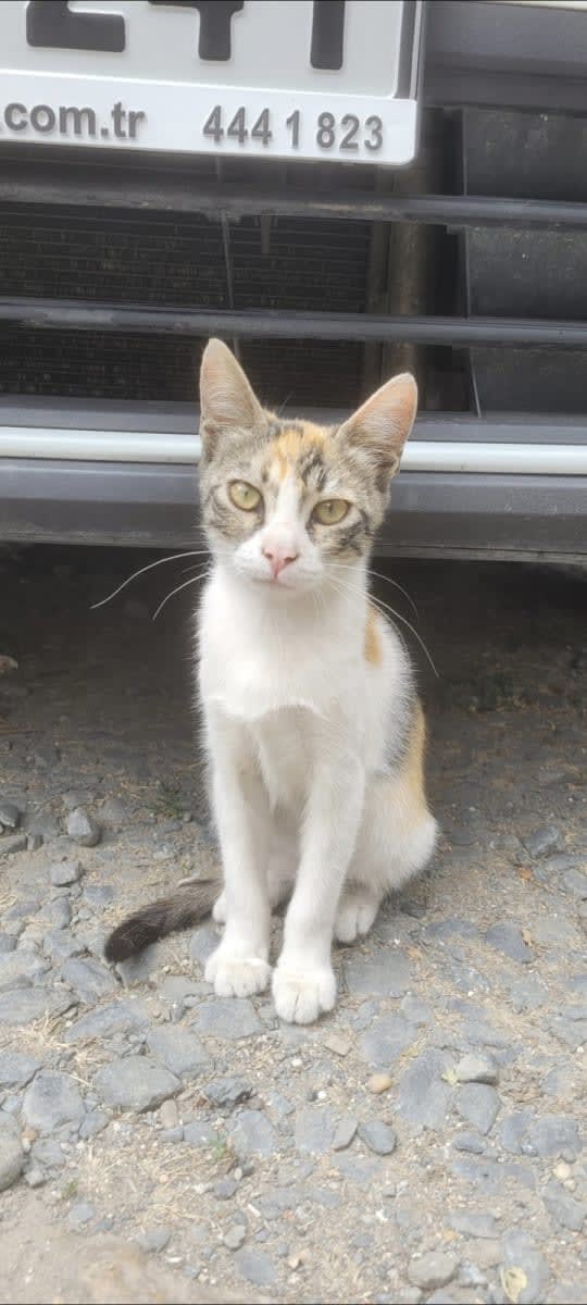 İlan fotoğrafı