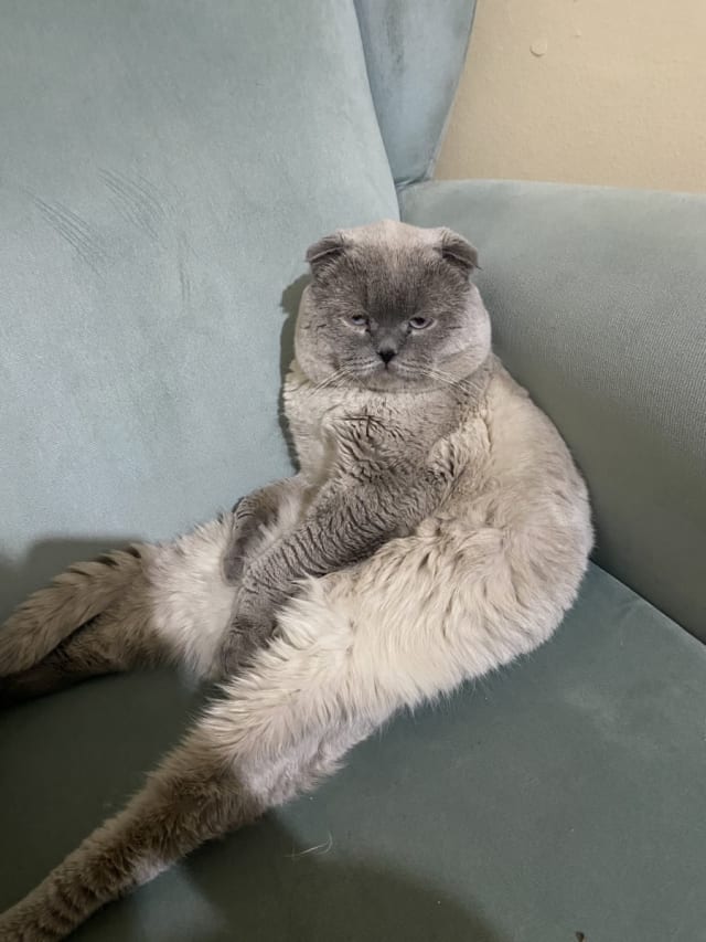 Dodi — fotoğraf 1